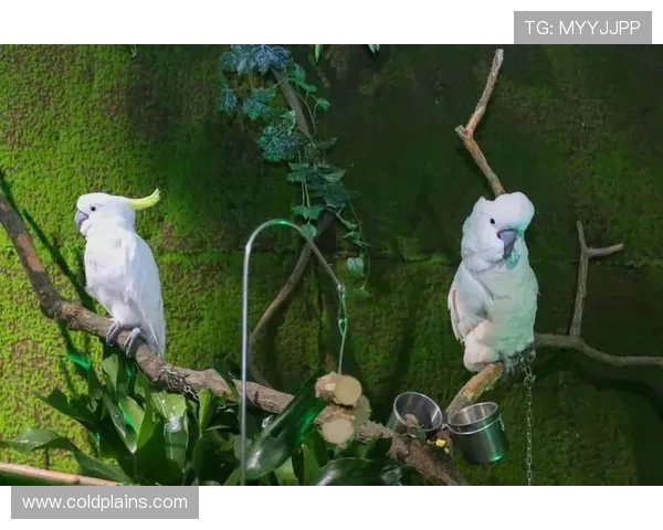 西海岸2026主场套票价格公布